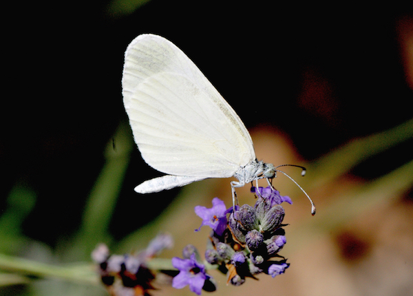 Lepidoptera dell''isola di Lefkada: Ropalocera